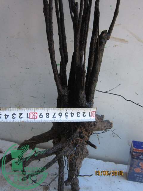 IMG_0056.JPG