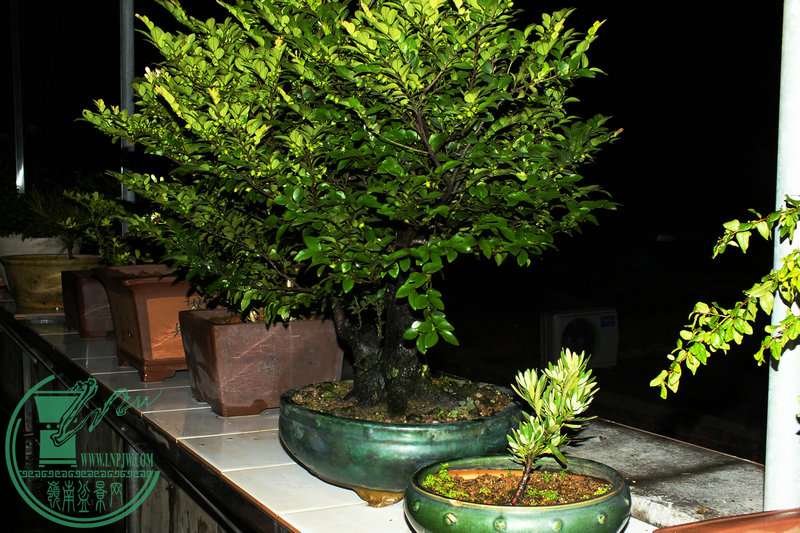 DSCF2919.JPG