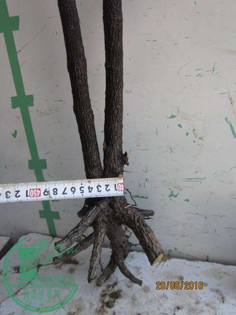 IMG_0056.JPG