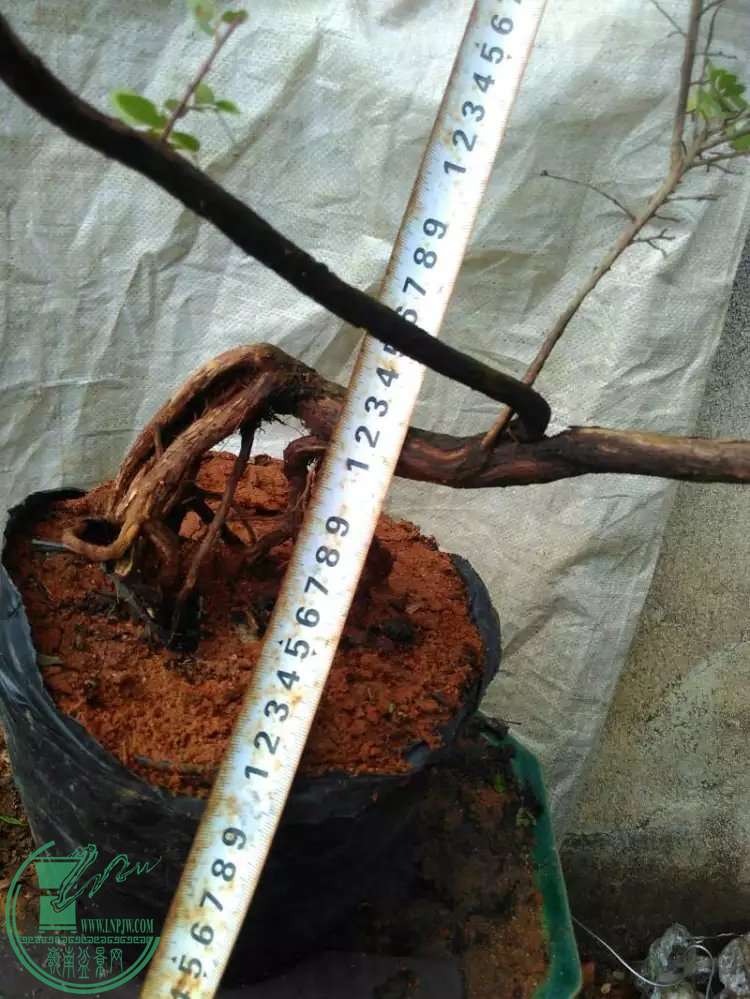 4.5.jpg