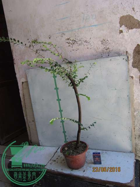 IMG_0024.JPG