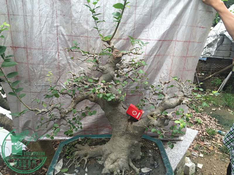 mmexport1465834786575.jpg