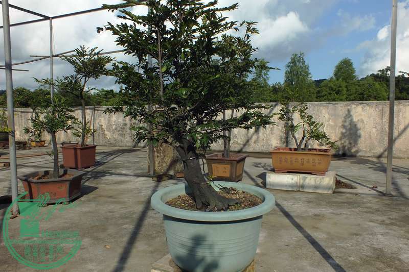 DSCF2923.JPG