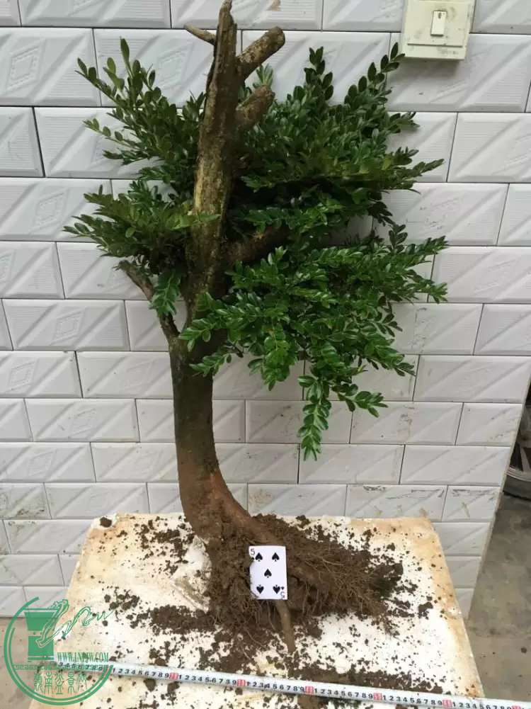 psb (45).jpg
