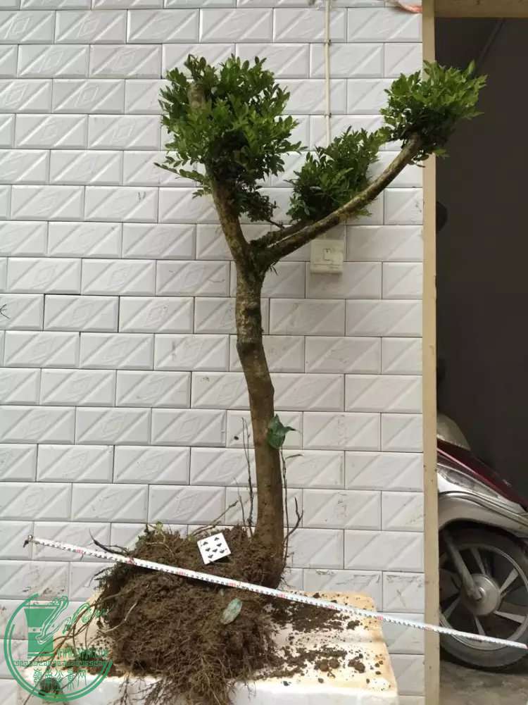 psb (50).jpg