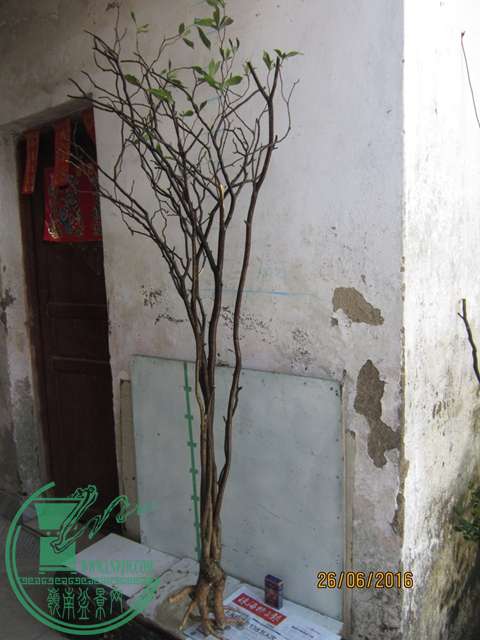 IMG_0002.JPG