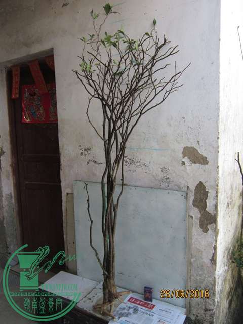 IMG_0005.JPG