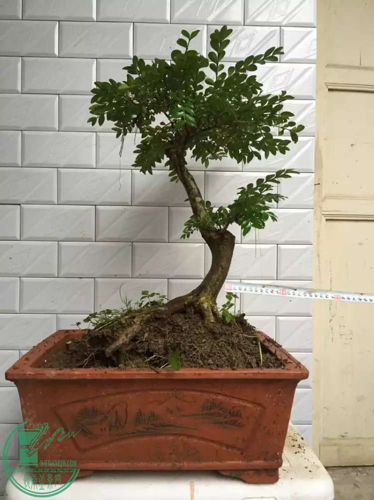 psb (10).jpg