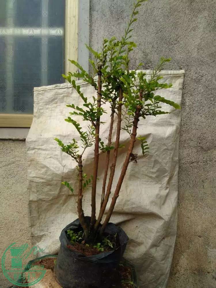 5.1.jpg