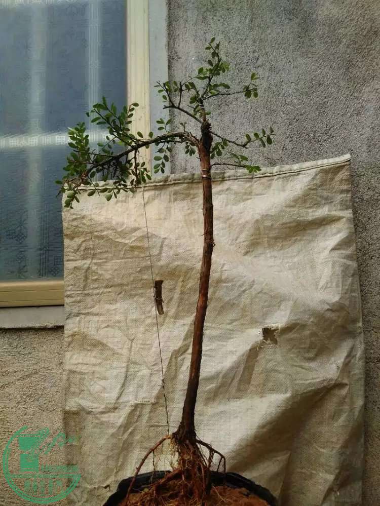 4.1.jpg