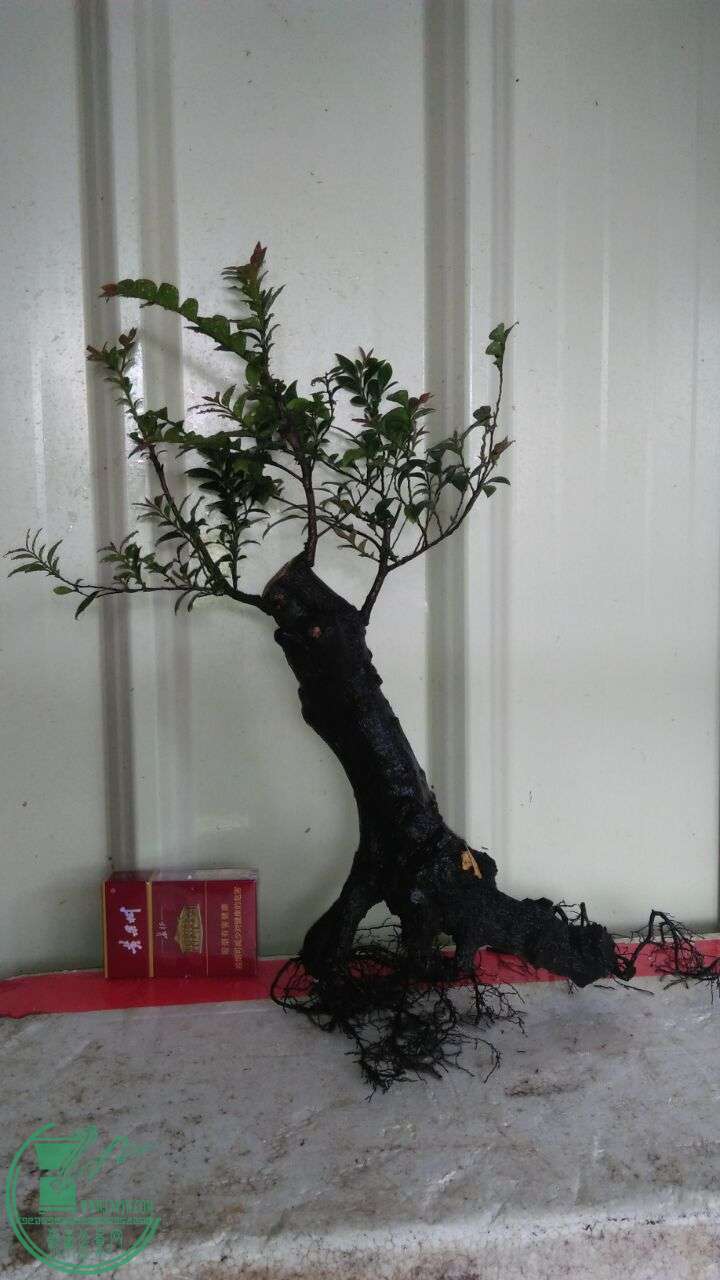QQͼƬ20160704205025.jpg