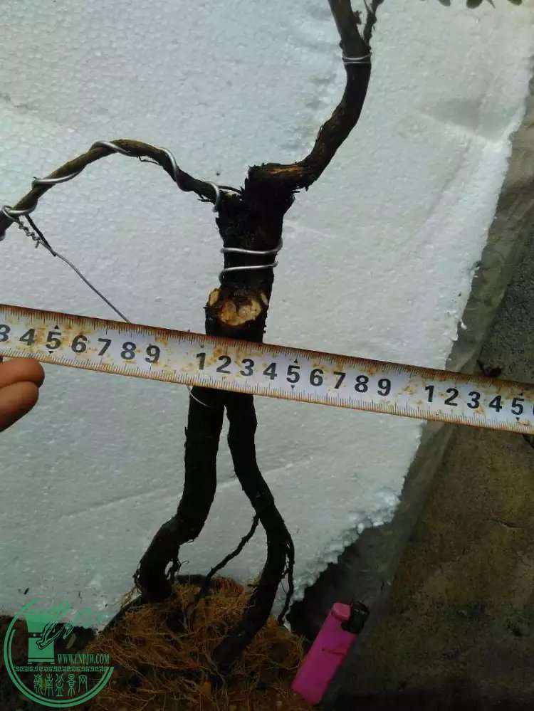 4.3.jpg