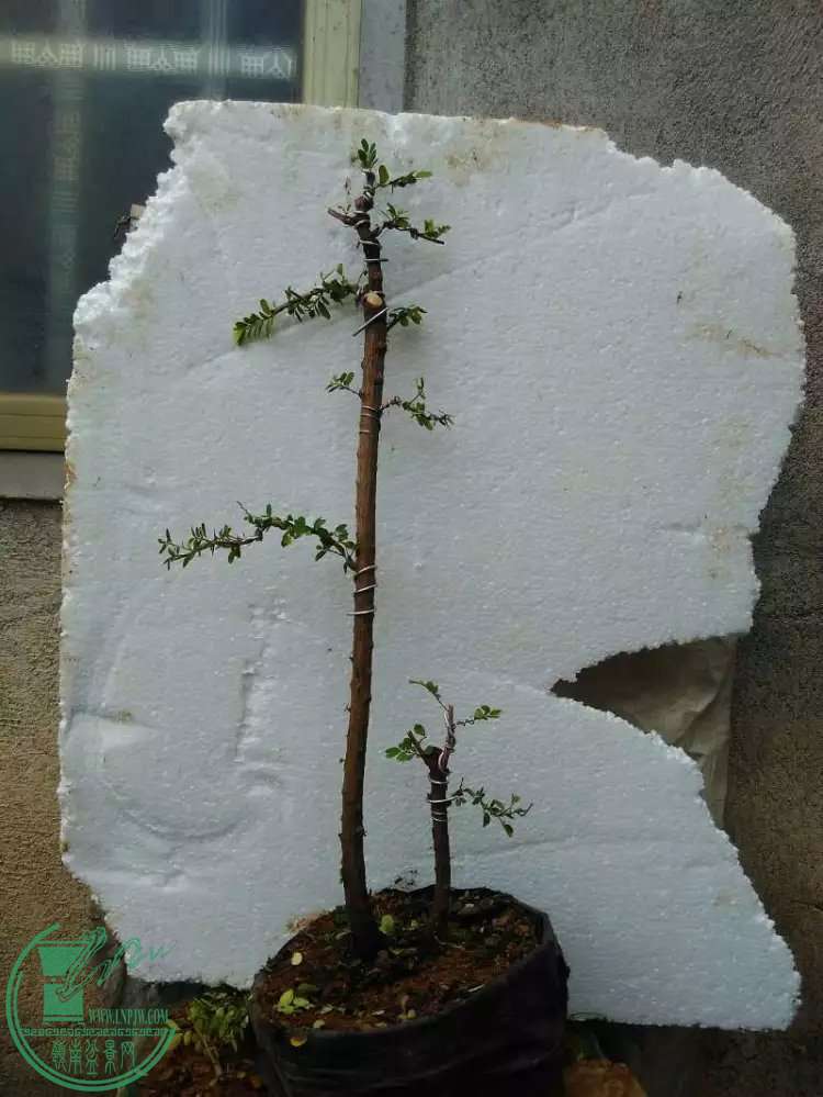 2.1.jpg