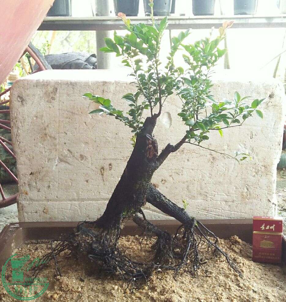 QQͼƬ20160706191056.jpg