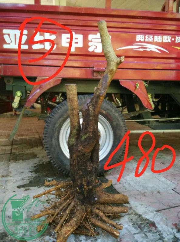-e4b9482bac8ba17.jpg