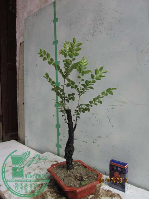 IMG_0007.JPG