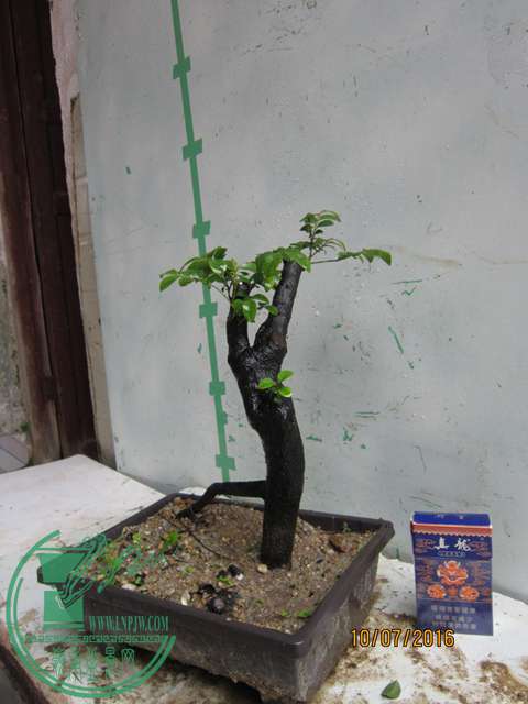 IMG_0013.JPG