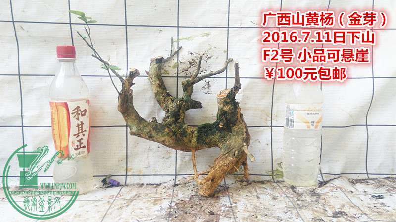 IMG_20160711_182231_.jpg