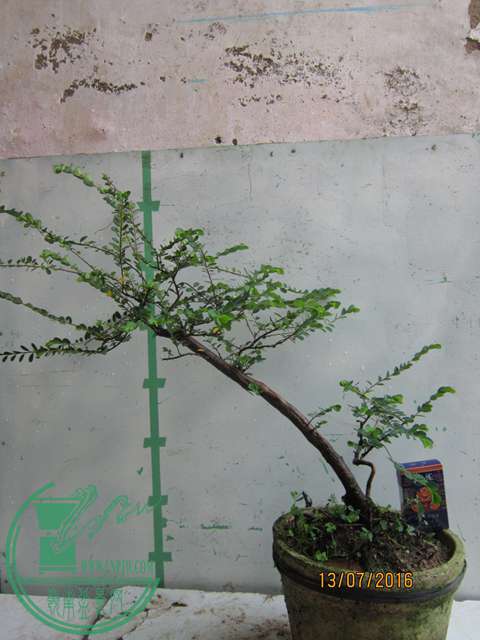 IMG_0005.JPG