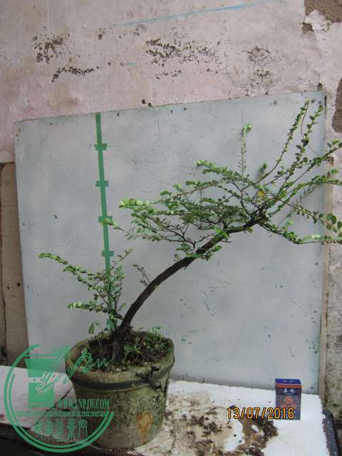IMG_0008.JPG