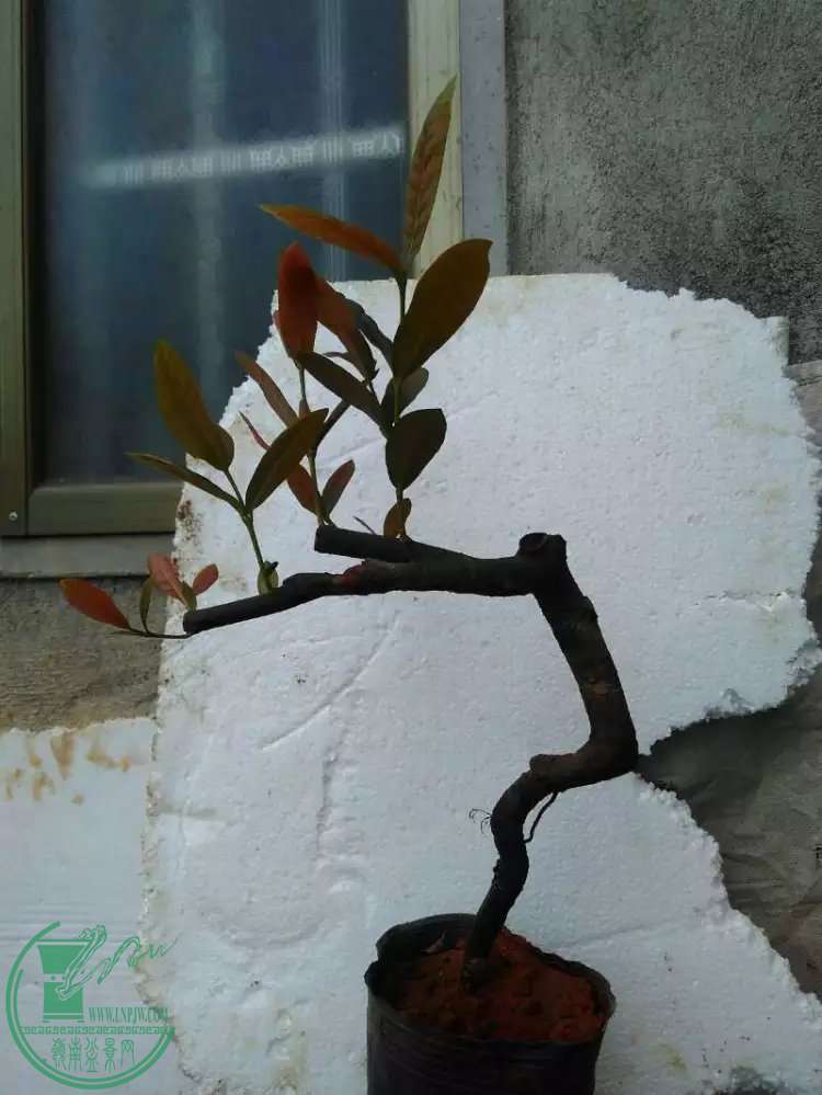 2.1.jpg
