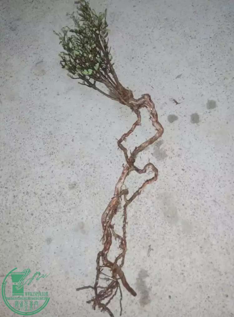 psb[5].jpg