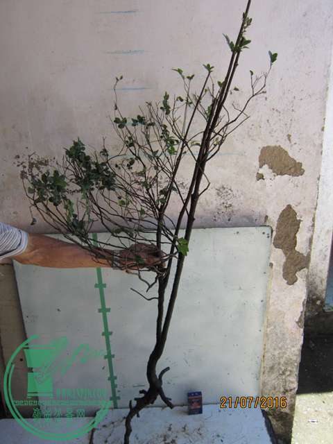 IMG_0009.JPG