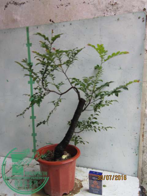 IMG_0005.JPG