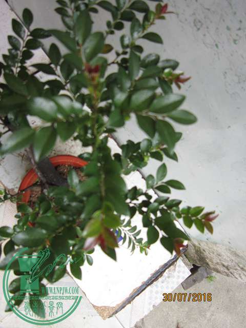 IMG_0010.JPG