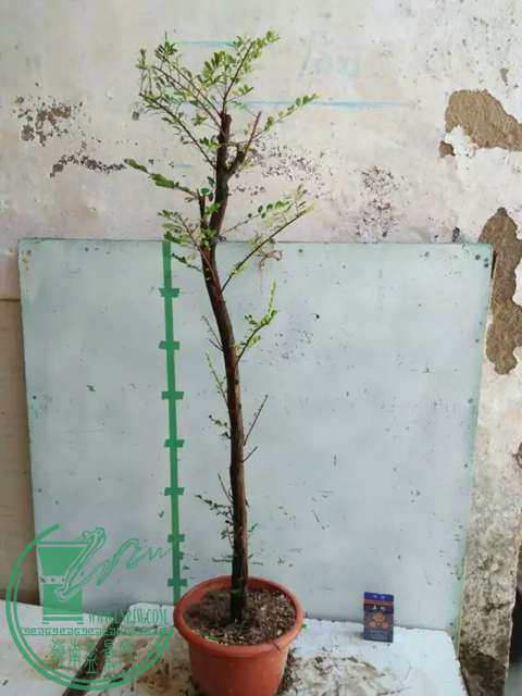 psb (49).jpg