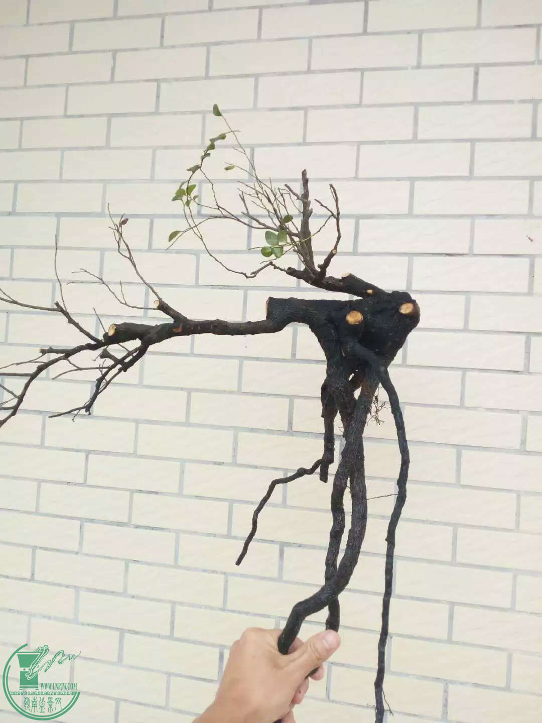 1470796072368.jpeg