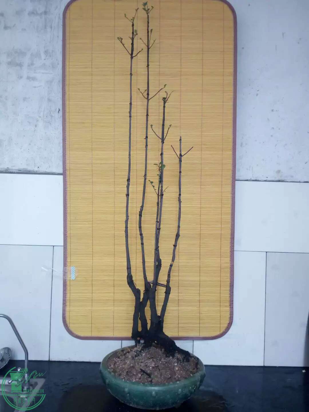 1471050328787.jpeg