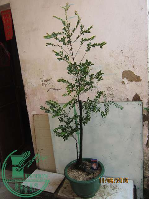 IMG_0001.JPG