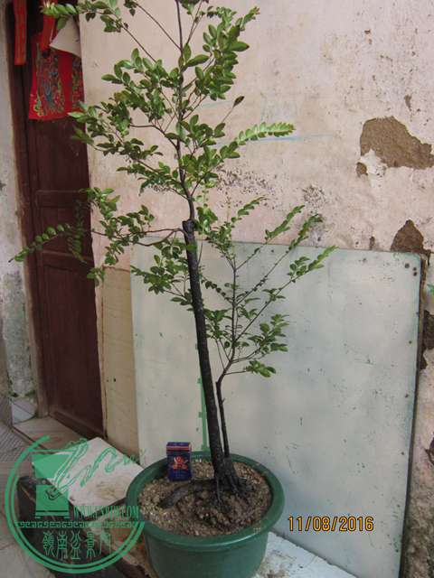IMG_0013.JPG