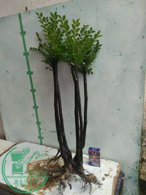 psb (10).jpg