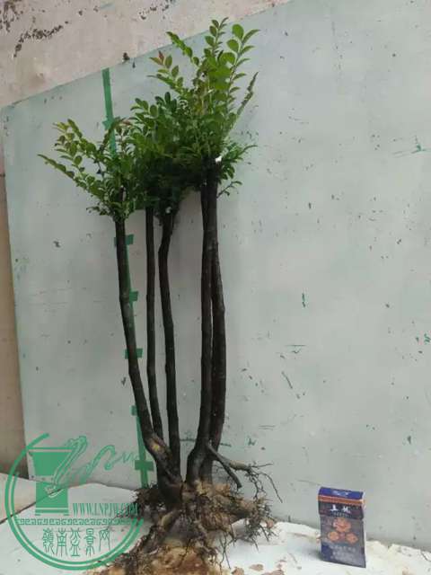 psb (12).jpg