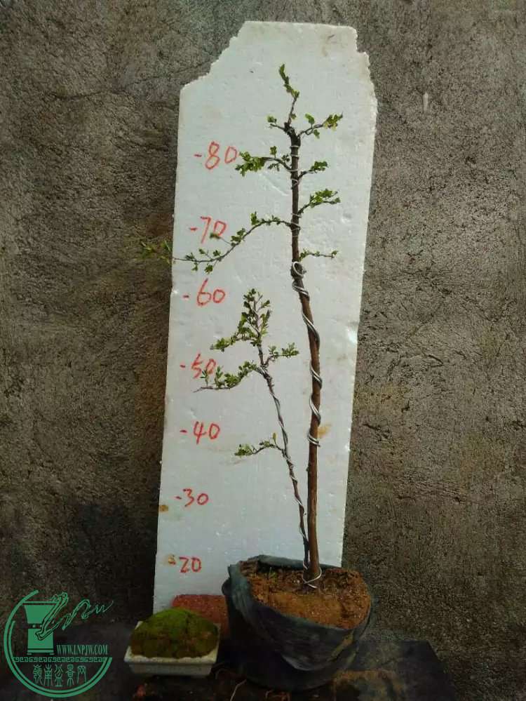 2.1.jpg