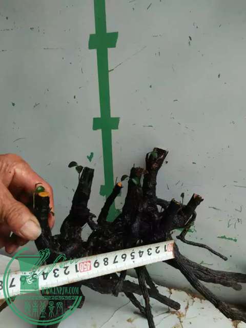 psb (18).jpg