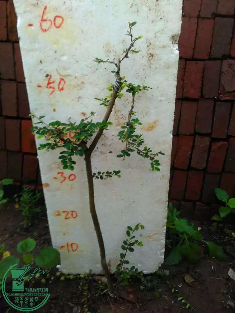 2150