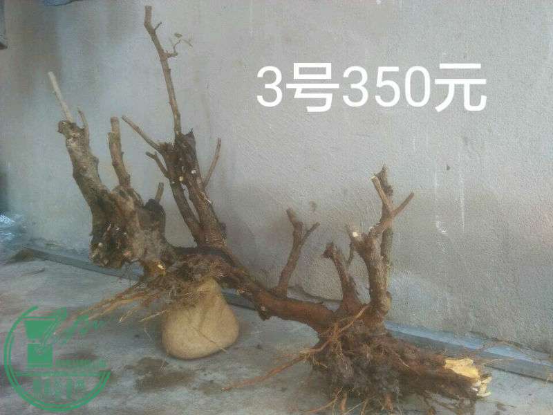 815279