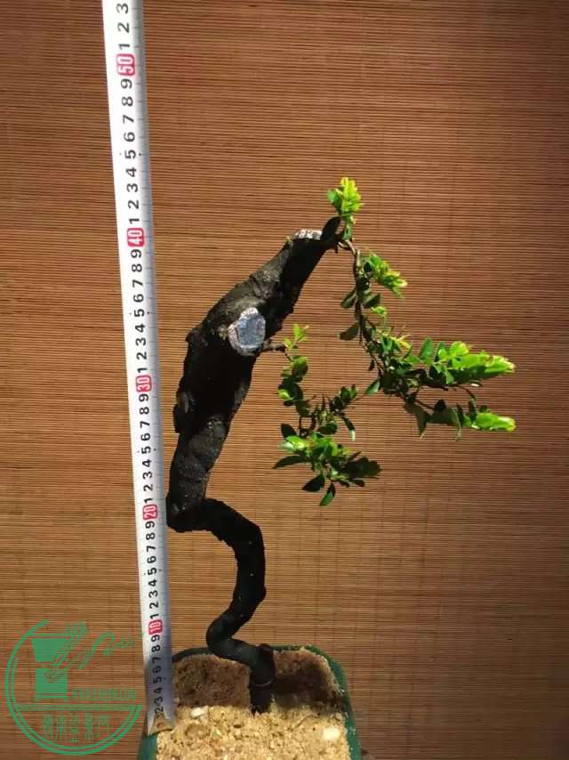 dryrw45.jpg