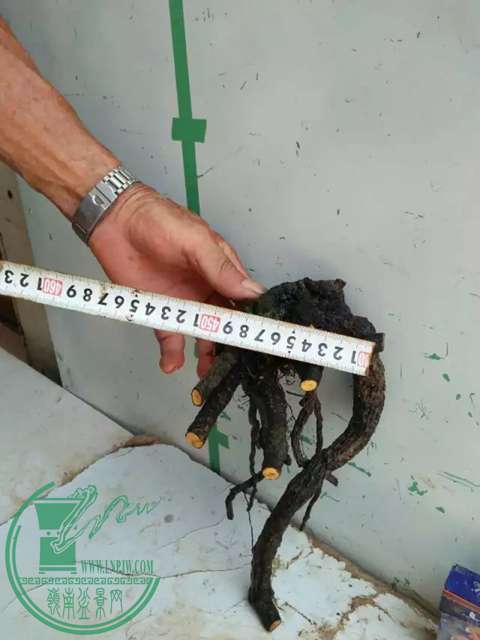 psb (4).jpg