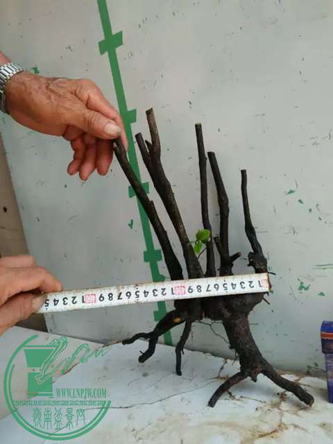psb (9).jpg