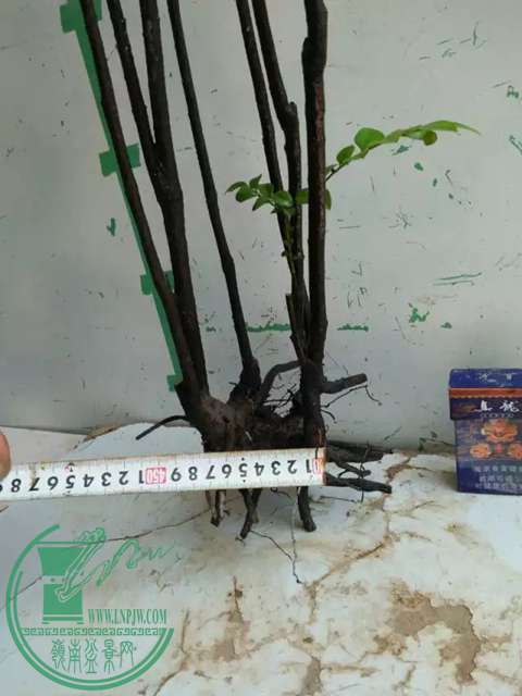 psb (10).jpg