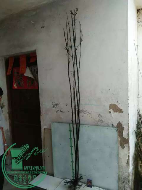 psb (48).jpg