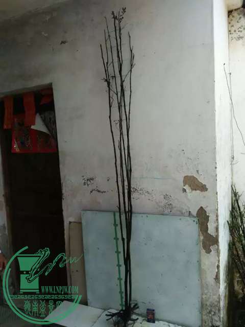 psb (49).jpg
