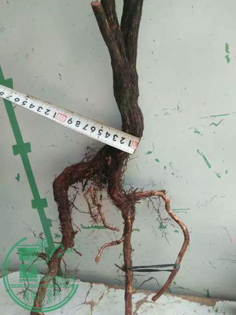 psb (1).jpg