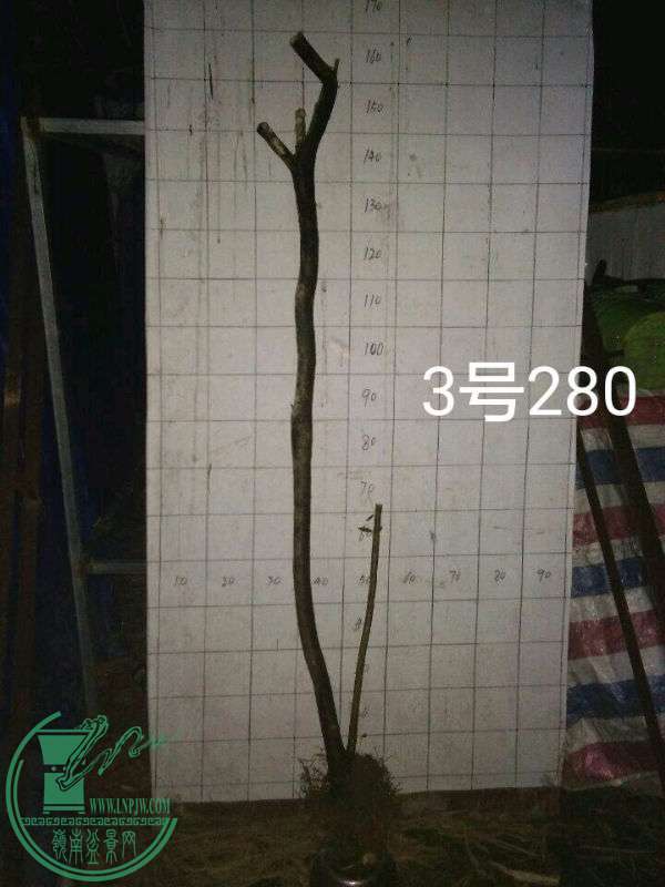 816496