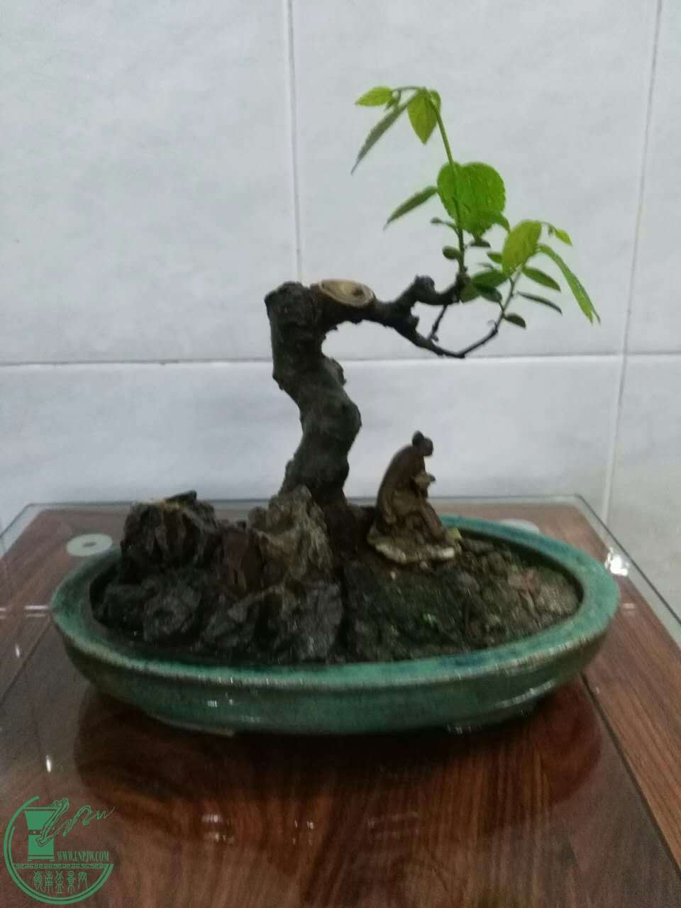 mmexport1472816040739.jpg