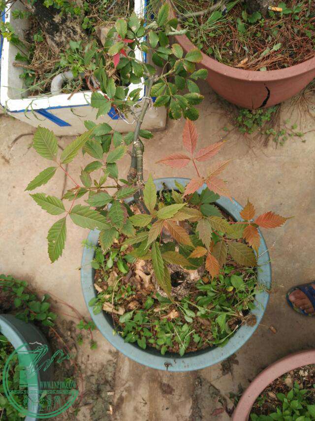 IMG_20160903_140157.jpg